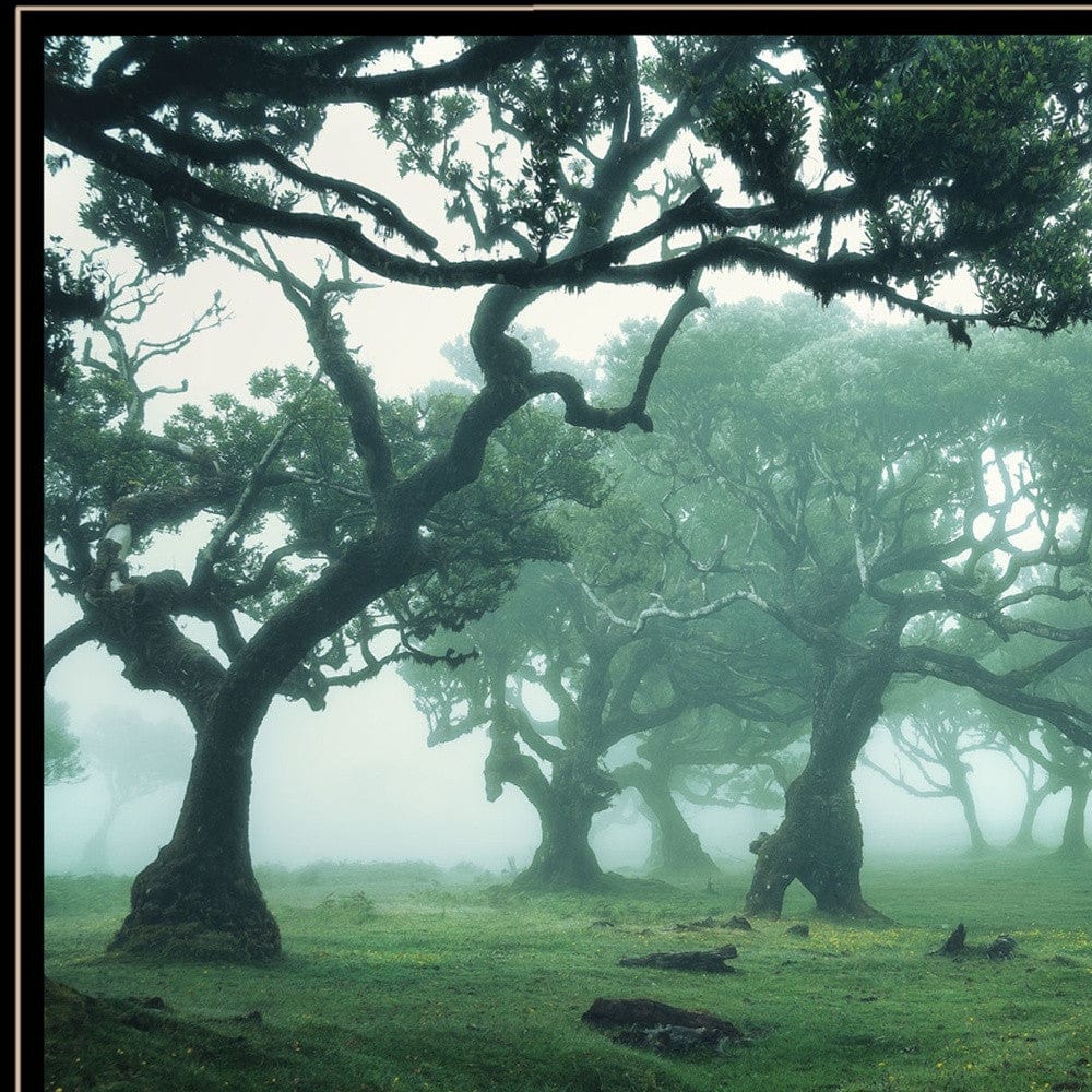 Enchanted Forest II 4 Black Framed Print Wall Art - Homeroots