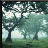 Enchanted Forest II 4 Black Framed Print Wall Art - Homeroots - Flyclothing LLC