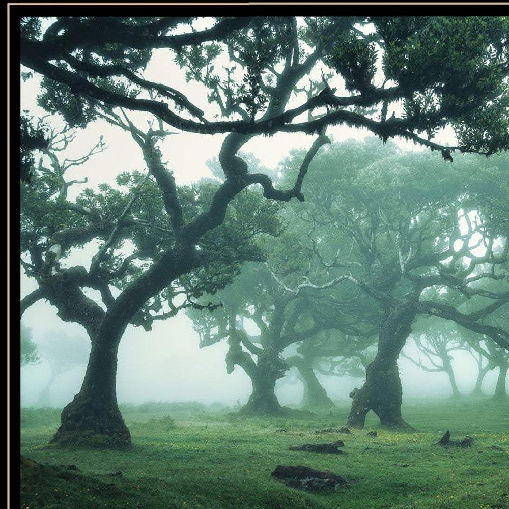 Enchanted Forest II 4 Black Framed Print Wall Art - Homeroots - Flyclothing LLC