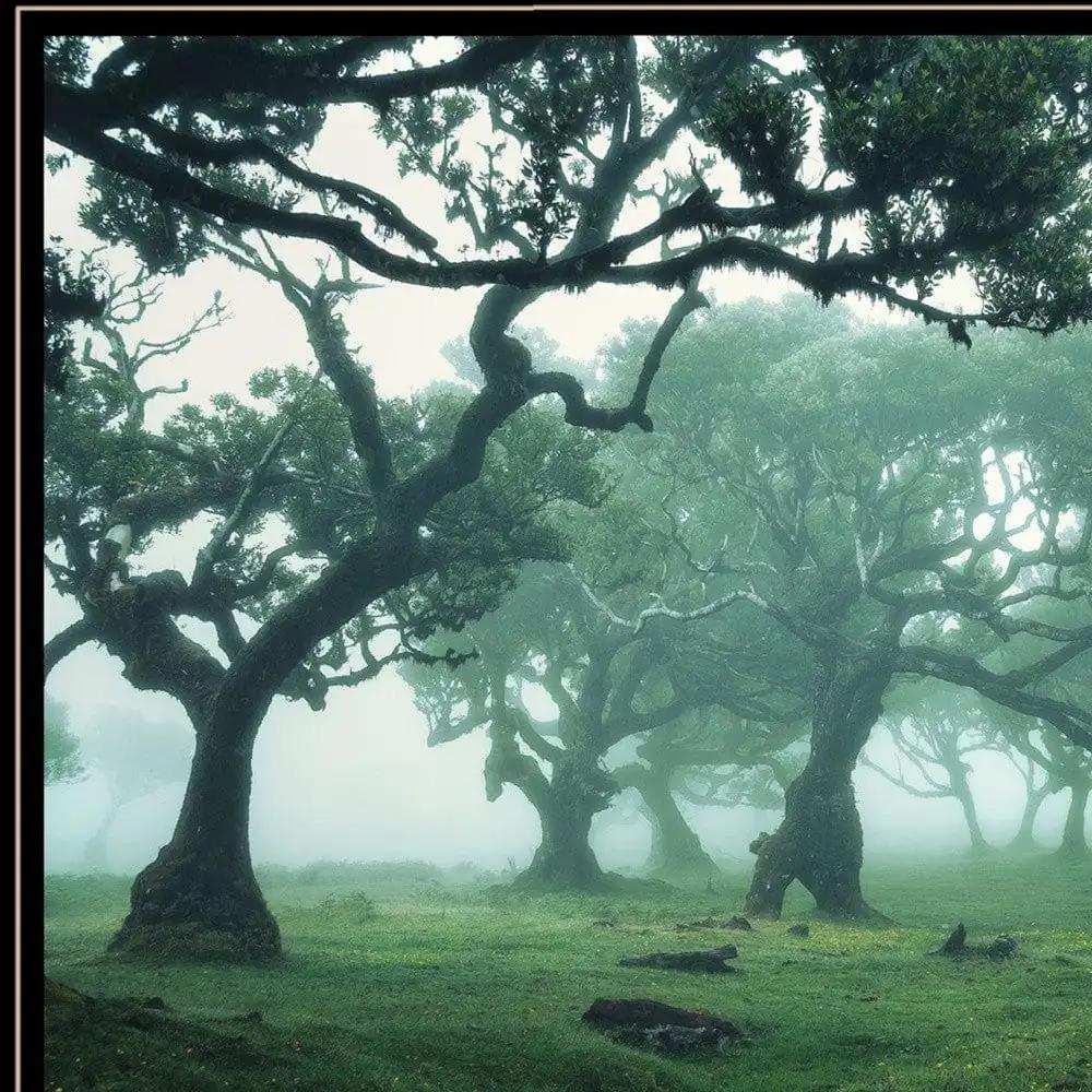 Enchanted Forest II 4 Black Framed Print Wall Art - Homeroots - Flyclothing LLC