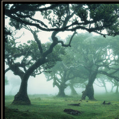 Enchanted Forest II 4 Black Framed Print Wall Art - Homeroots