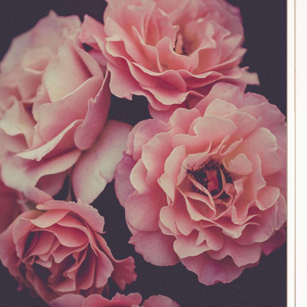 Dreamy Rose 1 White Framed Print Wall Art - Homeroots - Flyclothing LLC
