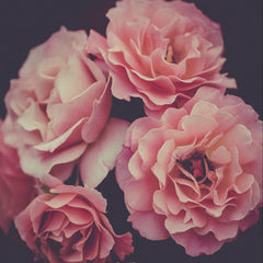Dreamy Rose 2 Black Framed Print Wall Art - Homeroots