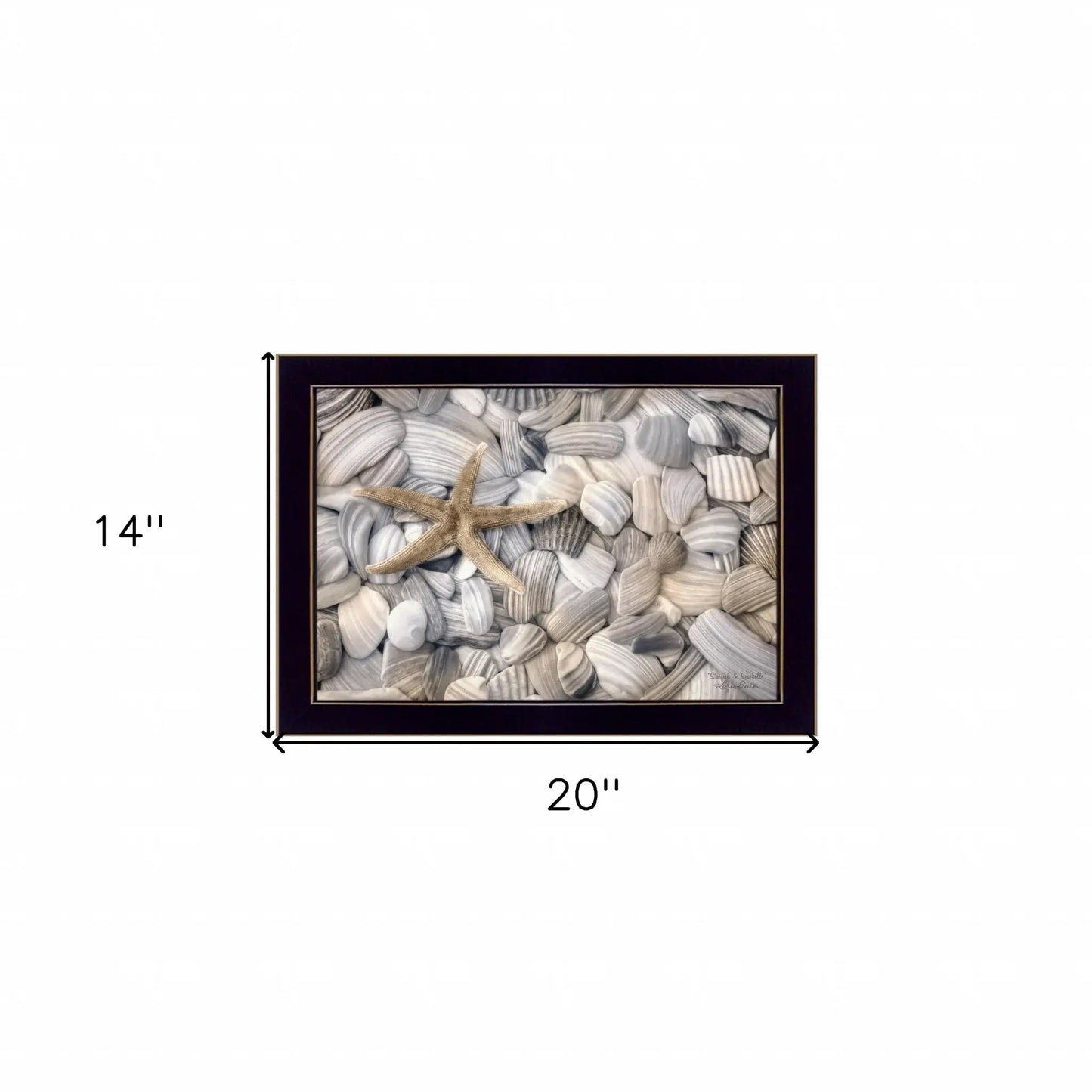 Starfish and Seashell 1 Black Framed Print Wall Art - Homeroots - Flyclothing LLC