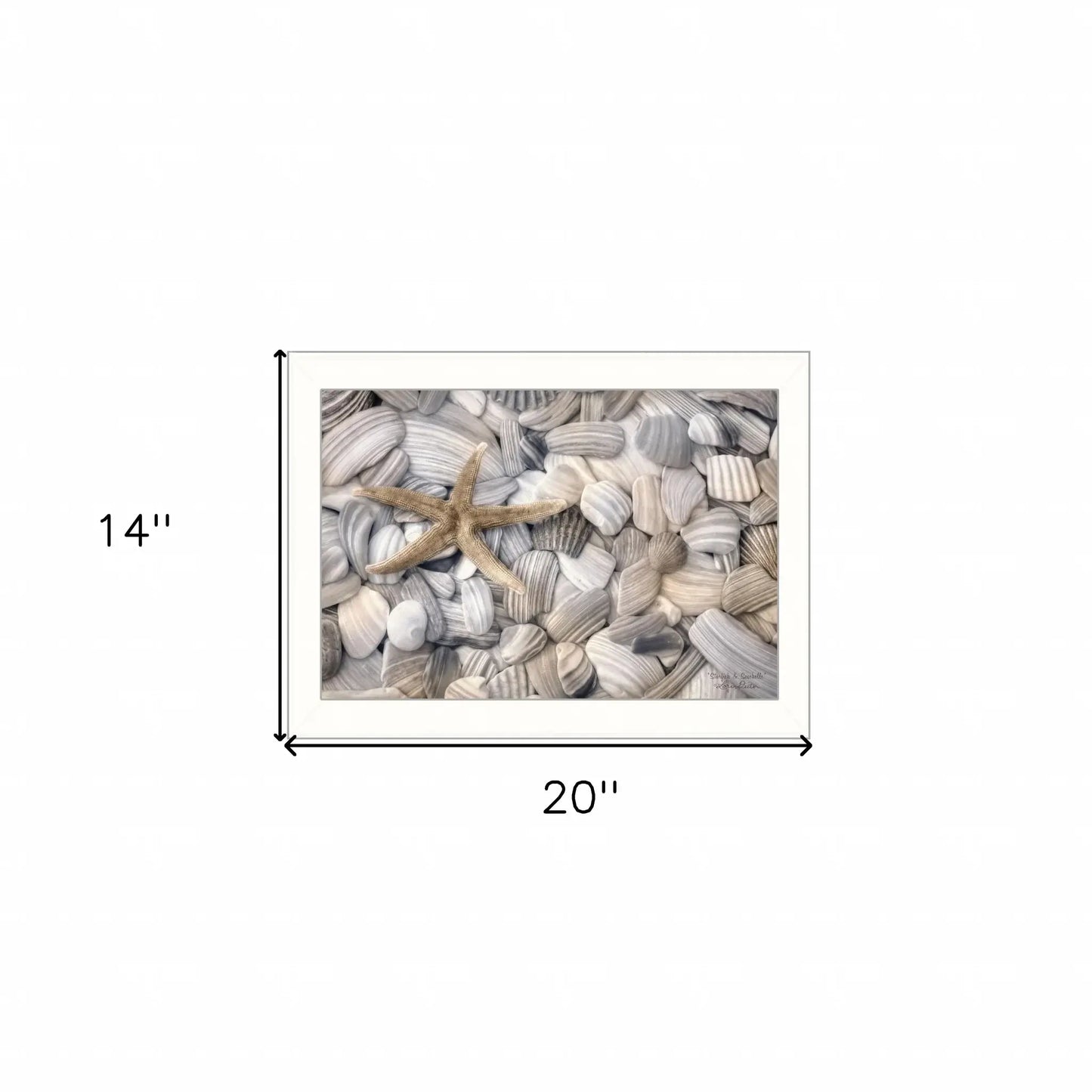 Starfish and Seashell 2 White Framed Print Wall Art - Homeroots - Flyclothing LLC