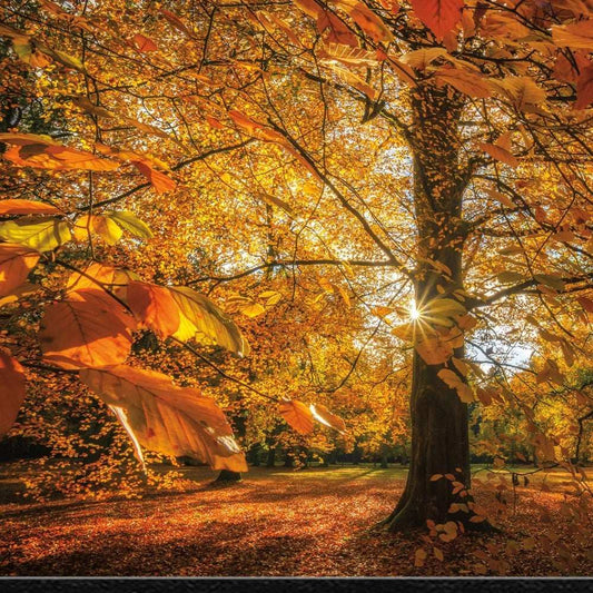 Autumn Leaves 4 Black Framed Print Wall Art - Homeroots - Flyclothing LLC