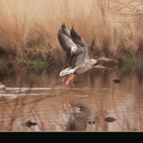 Fly Away 3 Black Framed Print Wall Art - Homeroots - Flyclothing LLC