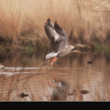 Fly Away 3 Black Framed Print Wall Art - Homeroots