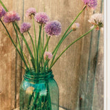 Country Chives 1 White Framed Print Wall Art - Homeroots
