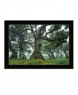 Enchanted Forest I 1 Black Framed Print Wall Art - Homeroots - Flyclothing LLC