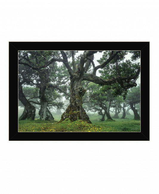 Enchanted Forest I 1 Black Framed Print Wall Art - Homeroots - Flyclothing LLC