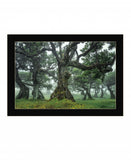 Enchanted Forest I 1 Black Framed Print Wall Art - Homeroots