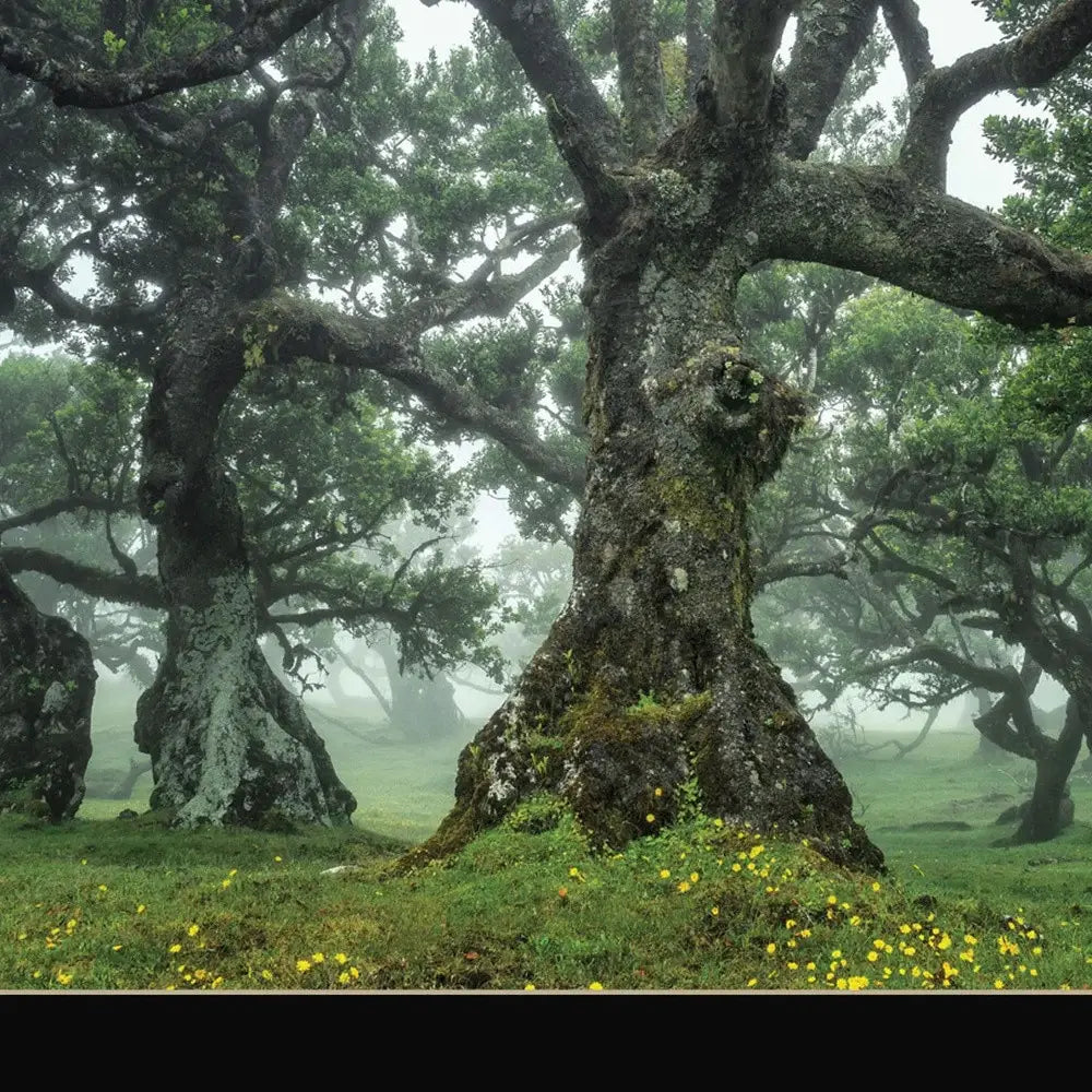 Enchanted Forest I 1 Black Framed Print Wall Art - Homeroots - Flyclothing LLC
