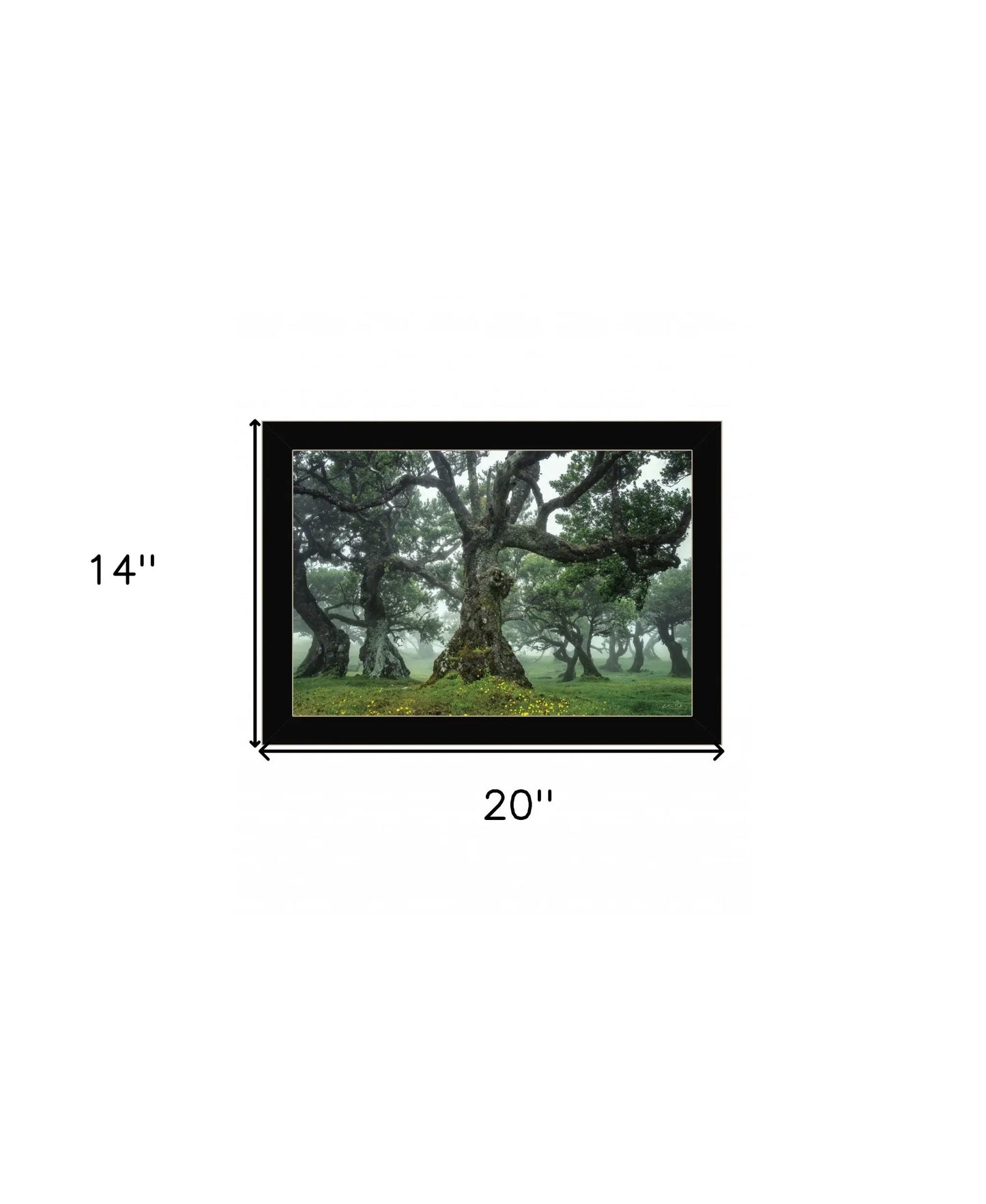 Enchanted Forest I 1 Black Framed Print Wall Art - Homeroots - Flyclothing LLC