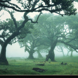 Enchanted Forest II 1 Black Framed Print Wall Art - Homeroots