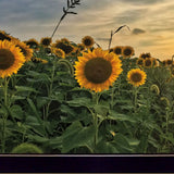 Midwest Living I Black Framed Print Wall Art - Homeroots - Flyclothing LLC