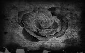 Black Market Art Company Bleeding Rose Print