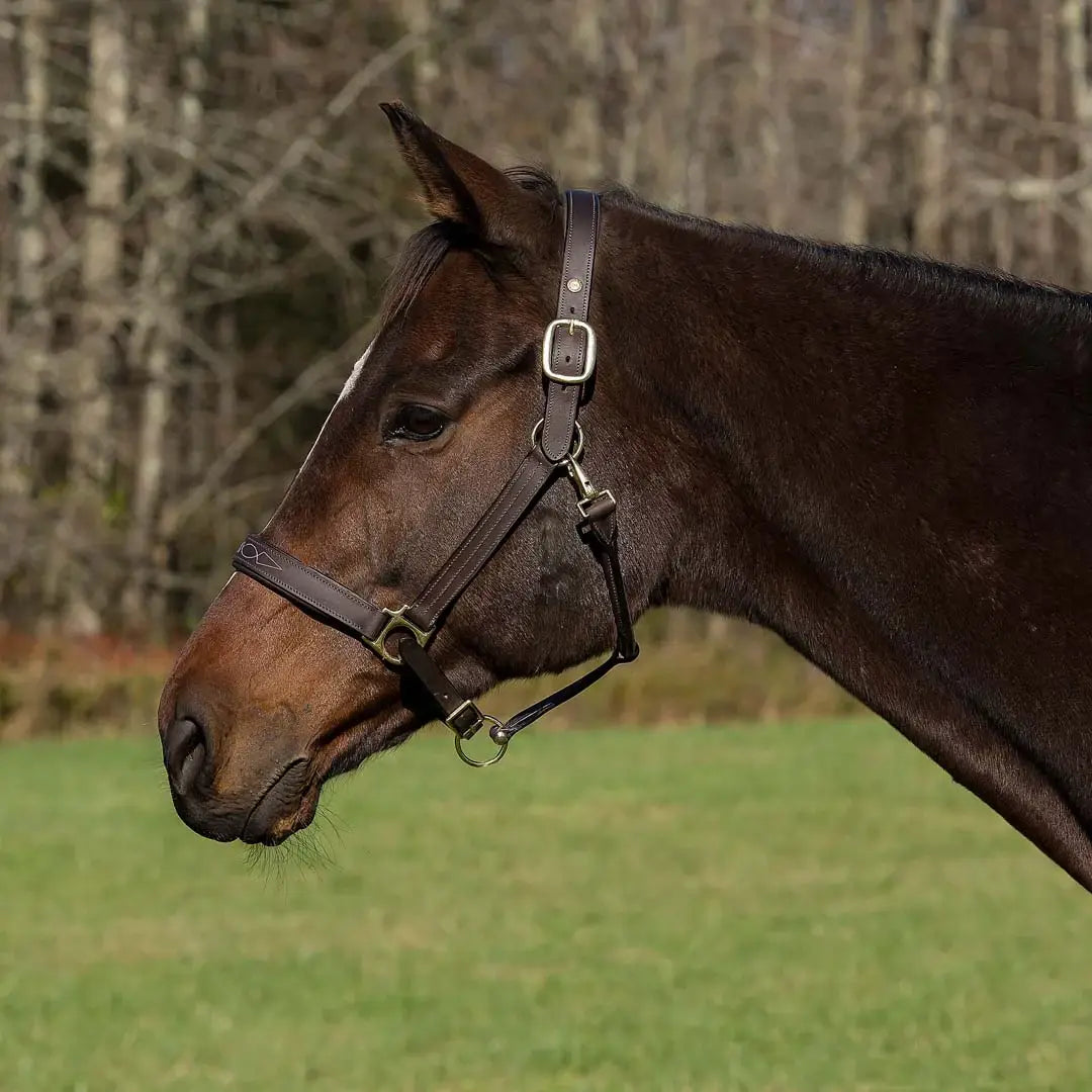 Henri de Rivel Pro Fancy Padded Rolled Throat Triple Stitched Halter - Breeches.com - Flyclothing LLC