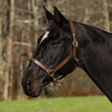 Henri de Rivel Pro Fancy Padded Rolled Throat Triple Stitched Halter - Breeches.com - Flyclothing LLC