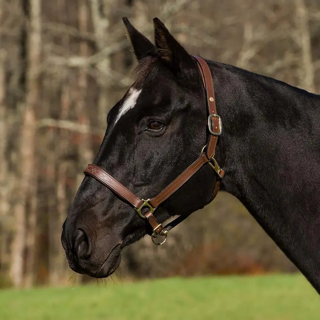 Henri de Rivel Pro Fancy Padded Rolled Throat Triple Stitched Halter - Breeches.com - Flyclothing LLC
