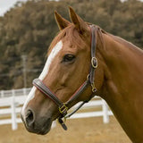 Henri De Rivel 360-Degree Padded Cahill Halter - Breeches.com - Flyclothing LLC