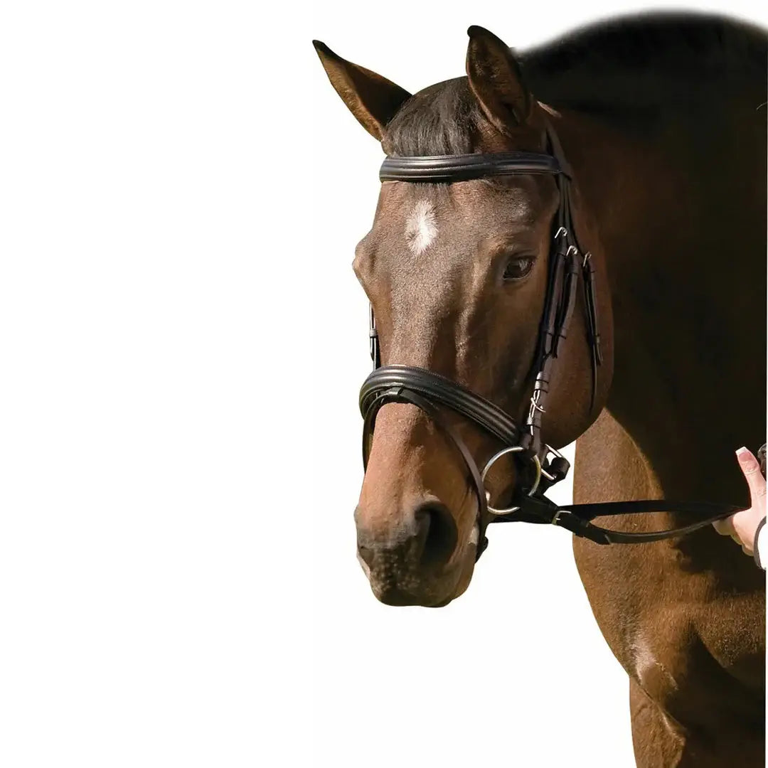 Henri de Rivel Pro Padded Raised Dressage Bridle with Crank Flash Noseband with Web Reins - Breeches.com - Flyclothing LLC