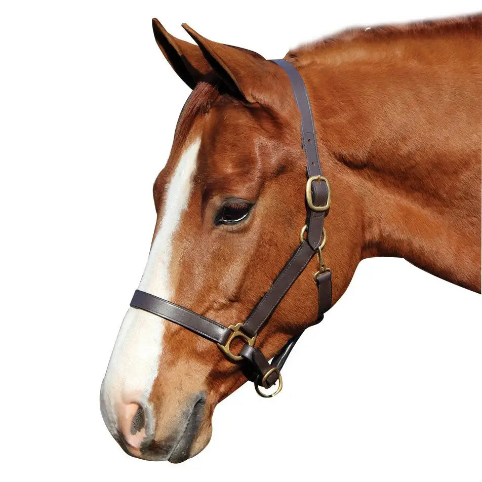 Henri de Rivel Advantage Leather Halter - Breeches.com - Flyclothing LLC