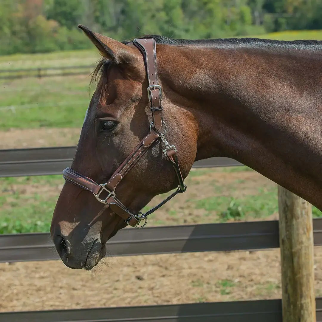 Henri de Rivel Stress Free Halter With Fancy Contrast Stitching - Breeches.com - Flyclothing LLC