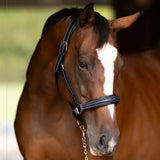 Henri de Rivel Stress Free Halter With Fancy Contrast Stitching - Breeches.com - Flyclothing LLC