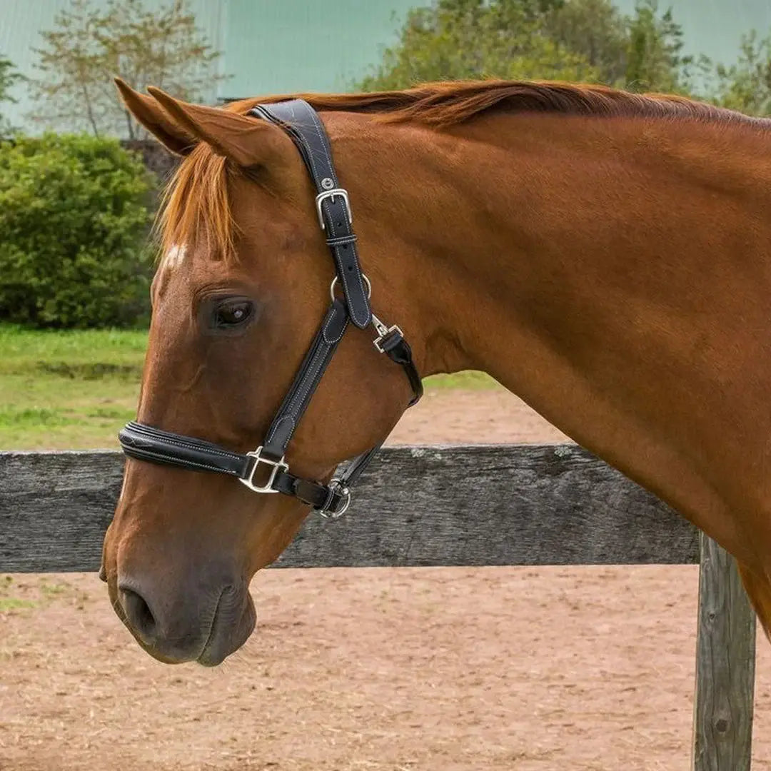 Henri de Rivel Stress Free Halter With Fancy Contrast Stitching - Breeches.com - Flyclothing LLC