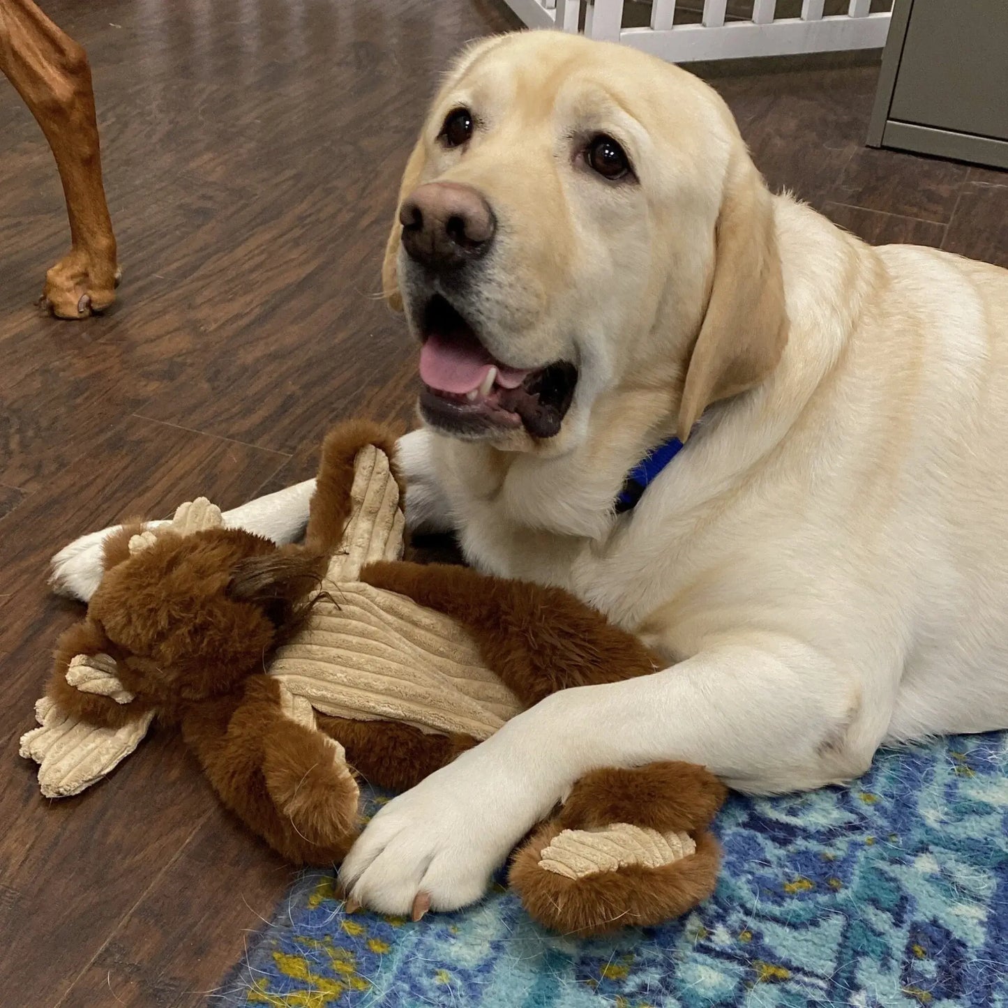 Maple Moose X-Brace™ Durable Plush Dog Toy - HuggleHounds - Flyclothing LLC
