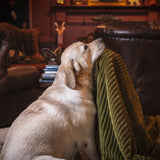 Scout Blankie Double-Sided Plush Dog Blanket - HuggleHounds - Flyclothing LLC