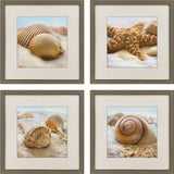 Set Of Four Beachy Shells Brown Framed Wall Art - HomeRoots - Flyclothing LLC
