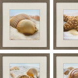 Set Of Four Beachy Shells Brown Framed Wall Art - HomeRoots - Flyclothing LLC