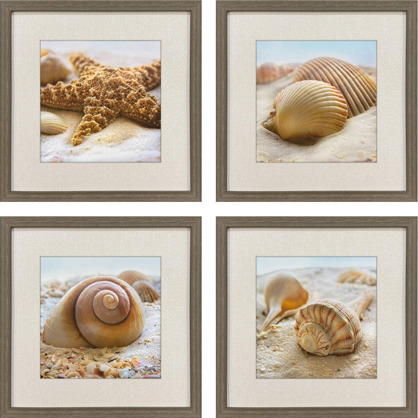 Set Of Four Beachy Shells Brown Framed Wall Art - HomeRoots - Flyclothing LLC
