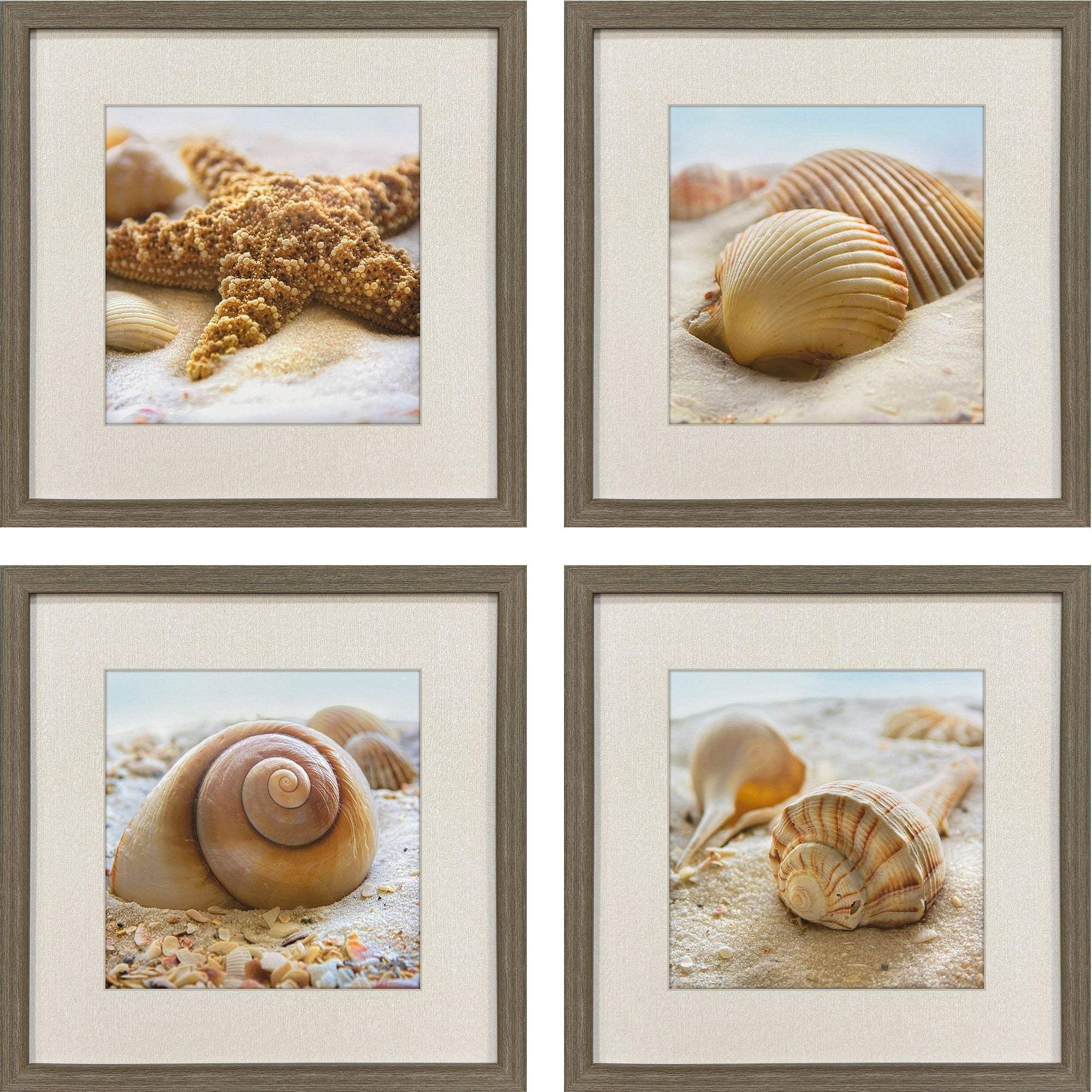 Set Of Four Beachy Shells Brown Framed Wall Art - HomeRoots - Flyclothing LLC