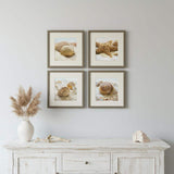 Set Of Four Beachy Shells Brown Framed Wall Art - HomeRoots - Flyclothing LLC