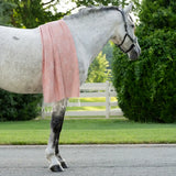 AWST Int'l Lila Linear Horses Pashmina Scarf - Breeches.com - Flyclothing LLC