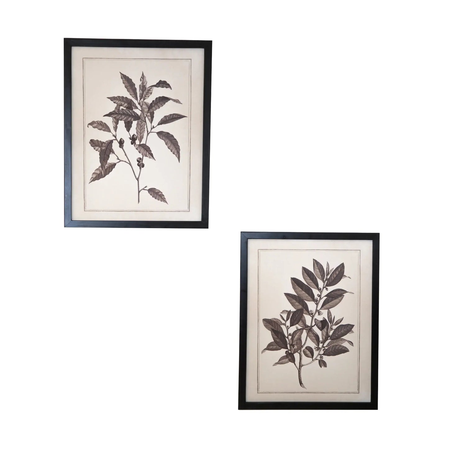 Set of Two Black And White Flower Framed Art - Homeroots - Flyclothing LLC