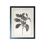 Set of Two Black And White Botanical Leaves Framed Art - Homeroots - Flyclothing LLC