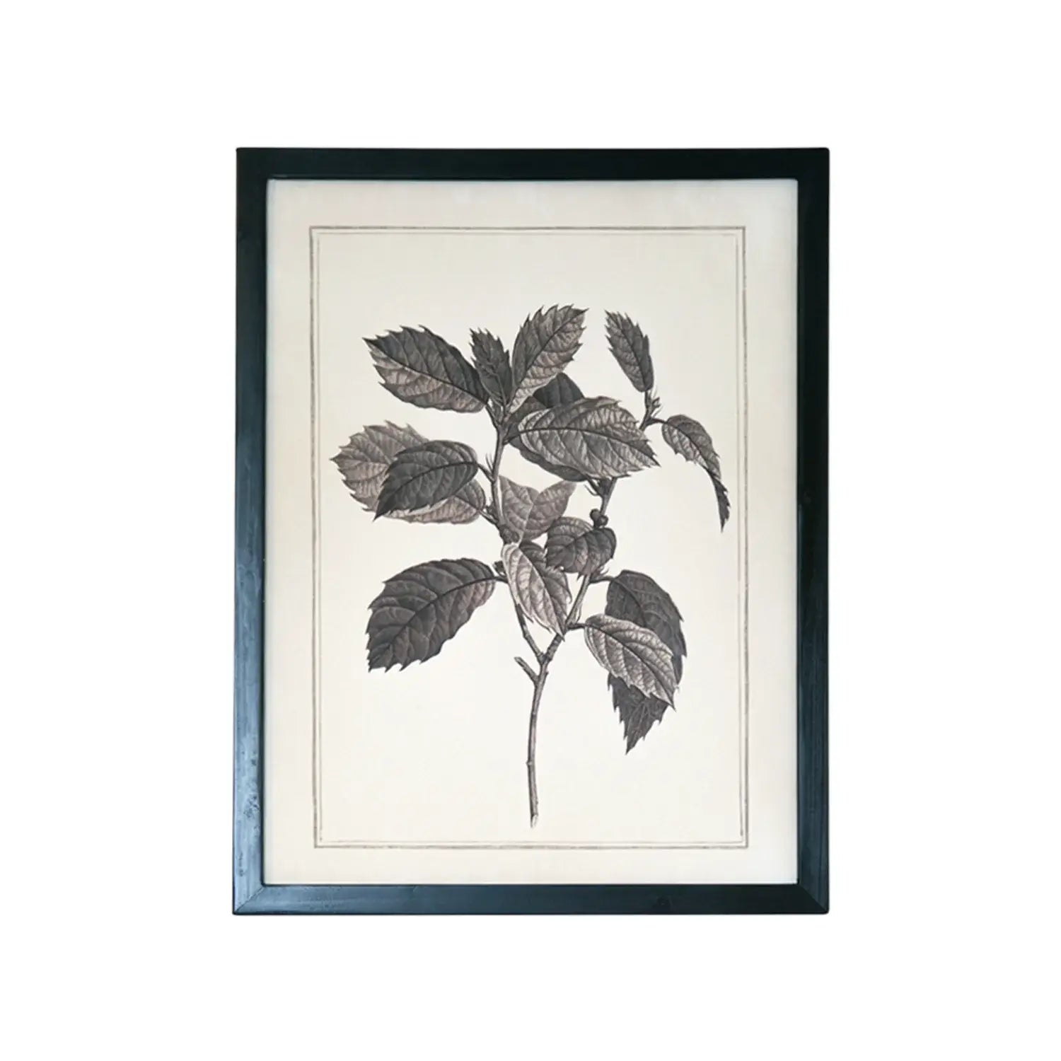 Set of Two Black And White Botanical Leaves Framed Art - Homeroots - Flyclothing LLC