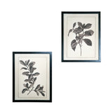 Set of Two Black And White Botanical Leaves Framed Art - Homeroots - Flyclothing LLC