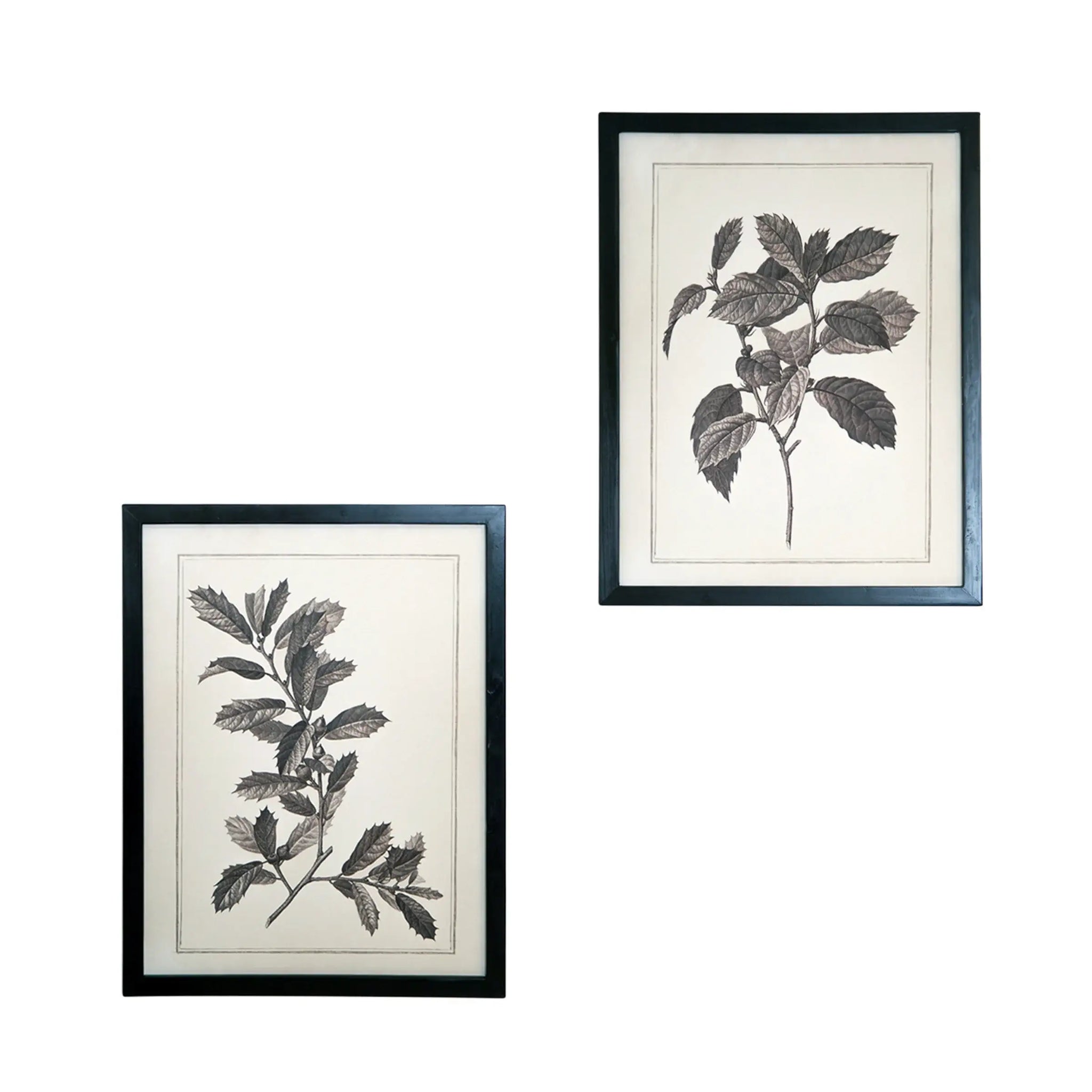 Set of Two Black And White Botanical Leaves Framed Art - Homeroots - Flyclothing LLC