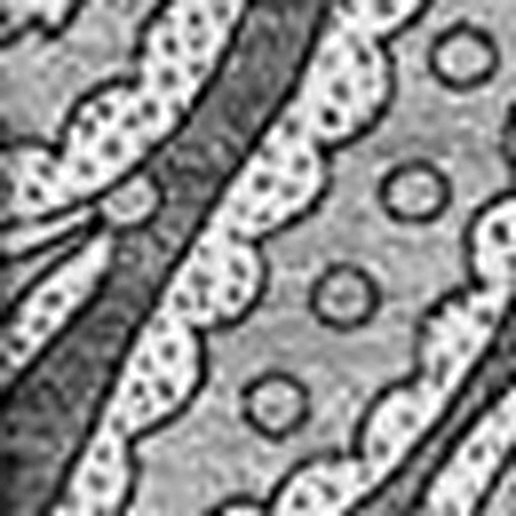 3' X 5' Gray And Ivory Paisley Washable Area Rug With UV Protection - HomeRoots - Flyclothing LLC