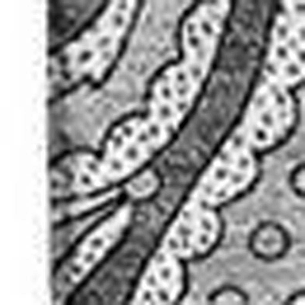 5' X 8' Gray And Ivory Paisley Washable Area Rug With UV Protection - HomeRoots - Flyclothing LLC
