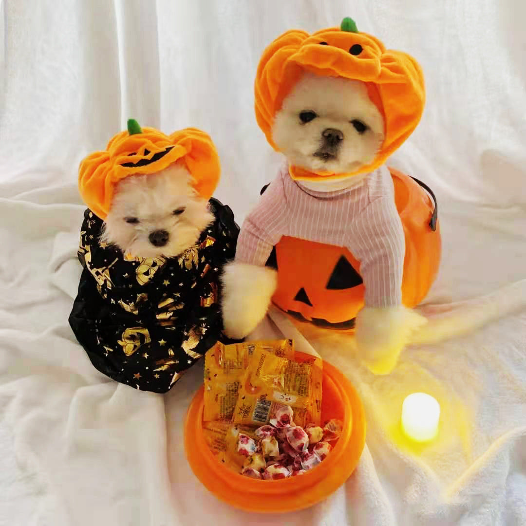 Fashion Halloween Pet Cat Dog Pumpkin Hat - My Store - Flyclothing LLC