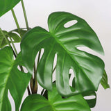 Set of Two 30" Green Artificial Elephant Ear Tree In Round White Pot - HomeRoots - Flyclothing LLC