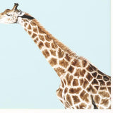 Giraffe Pop White Framed Wall Art