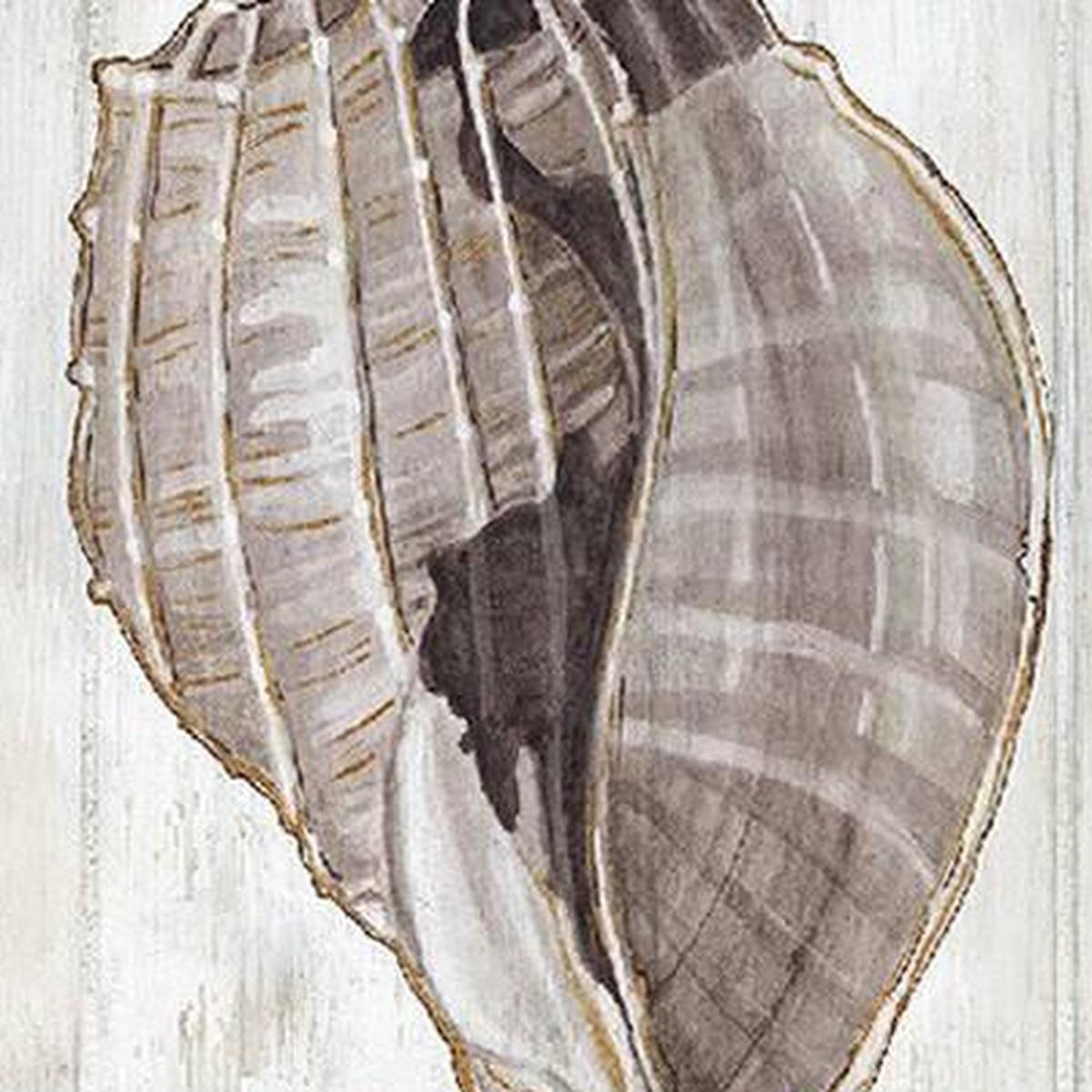 Set Of Two Ocean Cone Distressed White Framed Wall Art - HomeRoots - Flyclothing LLC