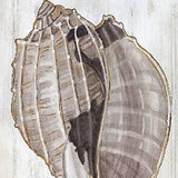 Set Of Two Ocean Cone Distressed White Framed Wall Art - HomeRoots - Flyclothing LLC